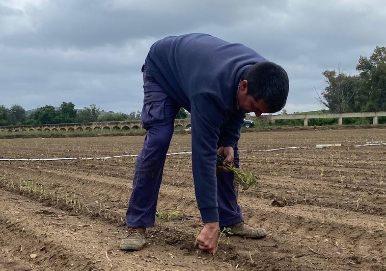 El campo respira con unas lluvias bien recibidas para el regadío y la ganadería
